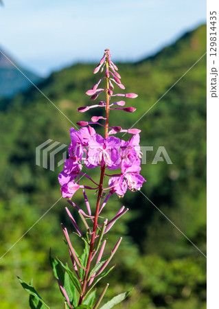 高原で朝日に照らされた美しいヤナギランの花 129814435