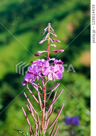 高原で朝日に照らされた美しいヤナギランの花 高原で朝日に照らされた美しいヤナギランの花 129814439