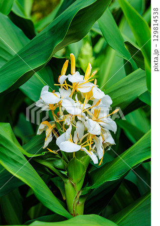 夏のガーデンで美しく咲くシュクシャの花 129814538