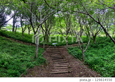 涸沼自然公園 2025-6-28 #50 涸沼自然公園 2025-6-28 #50 129814550
