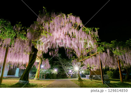 藤棚アーチ（全景） 129814850