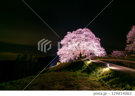 夜に浮かび上がる満開の一本桜 夜に浮かび上がる満開の一本桜 129814862