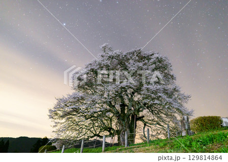 満天の星と桜の共演(夜の風景・春) 満天の星と桜の共演(夜の風景・春) 129814864