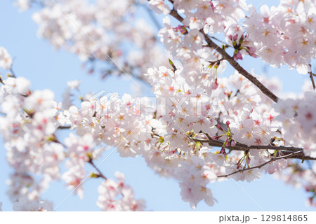 青空と満開の桜の枝（春・ナチュラル） 129814865