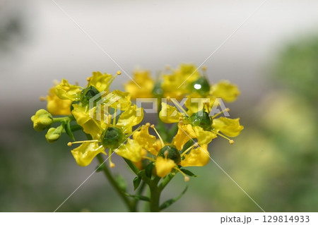 ルー・ヘンルーダの花 ルー・ヘンルーダの花 129814933
