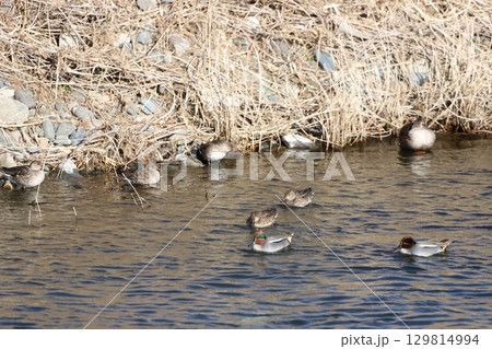 コガモの群れ 129814994