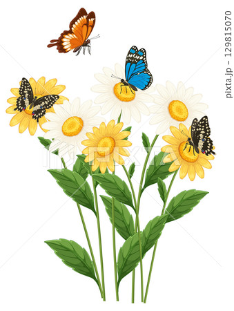 Butterflies Resting on Blooming Daisies Illustration 129815070