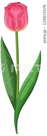 Elegant Pink Tulip Vector Illustration Elegant Pink Tulip Vector Illustration 129815076