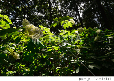 涸沼自然公園　2025-6-28　＃68 129815141