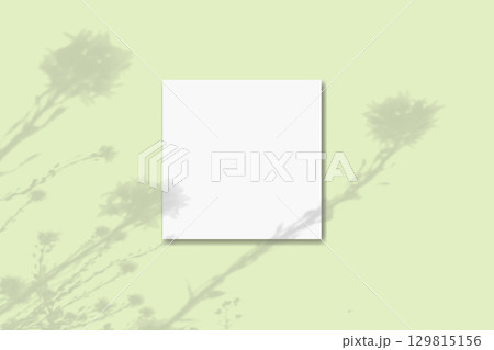 Natural light casts shadows from wildflowers on square sheet of white paper lying on a green background. Mockup Natural light casts shadows from wildflowers on square sheet of white paper lying on a green background. Mockup 129815156