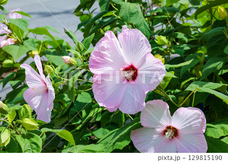 夏のガーデンで咲く淡いピンク色のタイタンビカスの花 129815190