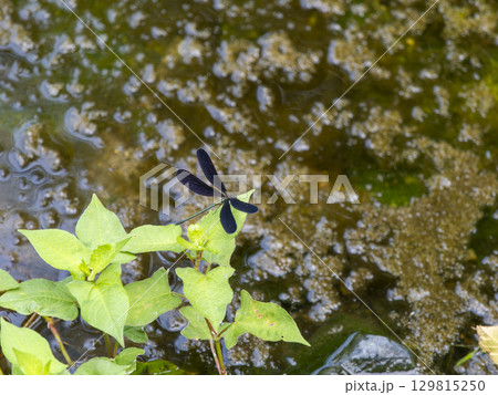 水辺の葉に止まるハグロトンボ 水辺の葉に止まるハグロトンボ 129815250