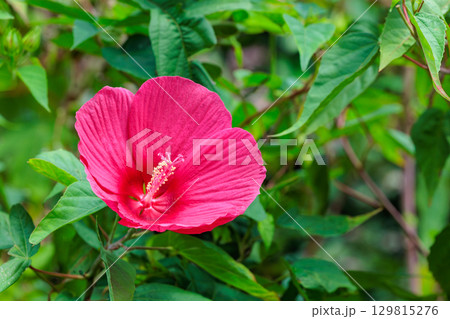 夏のガーデンで咲く赤いタイタンビカスの花 夏のガーデンで咲く赤いタイタンビカスの花 129815276