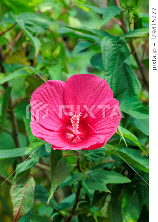 夏のガーデンで咲く赤いタイタンビカスの花 129815277