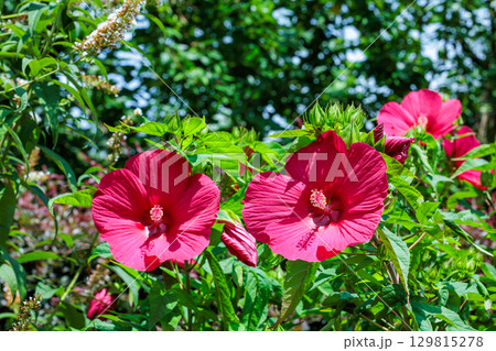 夏のガーデンで咲く赤いタイタンビカスの花 129815278