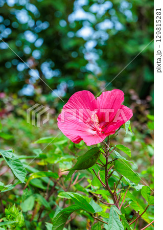 夏のガーデンで咲く赤いタイタンビカスの花 夏のガーデンで咲く赤いタイタンビカスの花 129815281