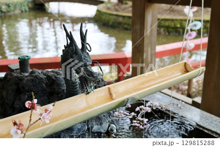 春の手水舎 神社 春の手水舎 神社 129815288