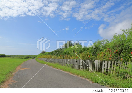 南国らしい黒島のハイビスカスの並木道 129815336