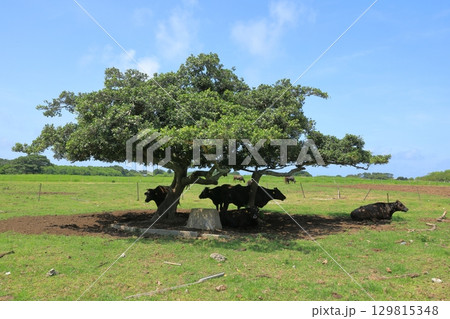 陽射しを避けてガジュマルの木陰に入る黒島の牛 129815348