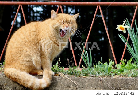 あくびをする猫 春の日 スイセン チャトラ あくびをする猫 春の日 スイセン チャトラ 129815442