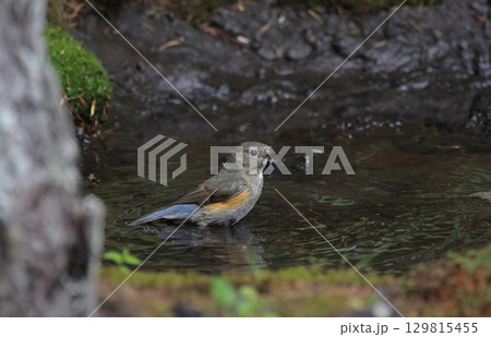 水浴びをするルリビタキのメス 129815455