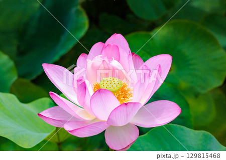 早朝の池に咲く美しいピンク色の原始蓮の花 129815468