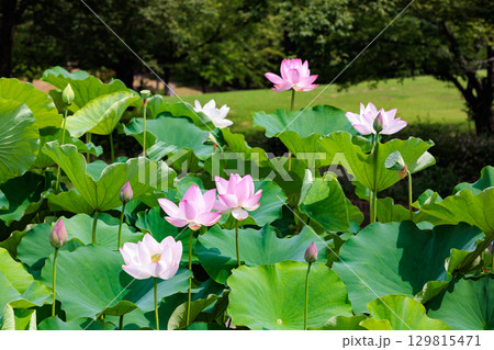 早朝の池に咲く美しいピンク色の原始蓮の花 129815471