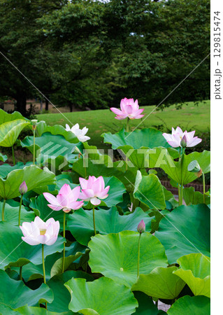 早朝の池に咲く美しいピンク色の原始蓮の花 129815474