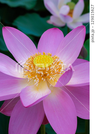 早朝の池に咲く美しいピンク色の姫ハスの花 129815627