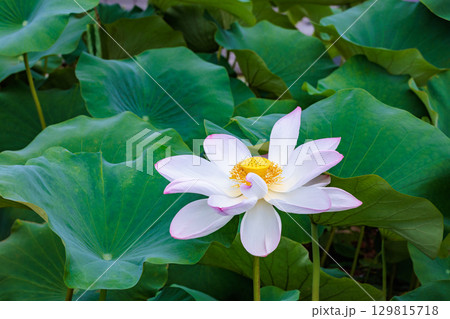 早朝の池に咲く美しい白いインドハスの花 早朝の池に咲く美しい白いインドハスの花 129815718