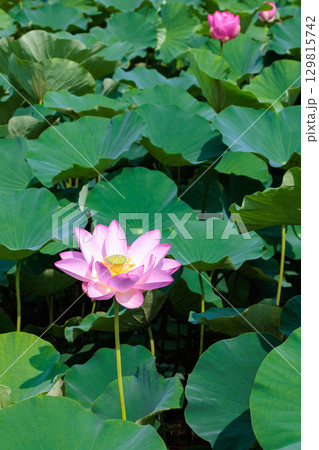 早朝の池に咲くハスの葉に包まれた美しいハスの花 129815742