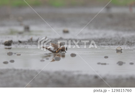 水浴びしながら頭を掻くコチドリの幼鳥 129815760