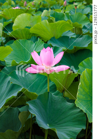 池に咲く美しいハスの花のつぼみ 池に咲く美しいハスの花のつぼみ 129815777