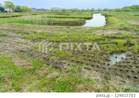 岐阜県海津市　春のアクアワールド水郷パークセンターにある堀田の雰囲気を再現した再生堀田 129815783