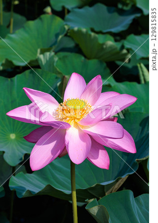 夏の早朝の池に美しく咲くピンク色のハスの花のクローズアップ 129815835