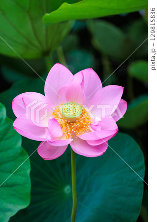 夏の早朝の池に美しく咲くピンク色のハスの花のクローズアップ 夏の早朝の池に美しく咲くピンク色のハスの花のクローズアップ 129815836