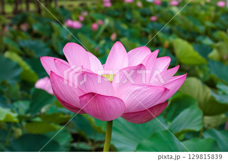 夏の早朝の池に美しく咲くピンク色のハスの花のクローズアップ 夏の早朝の池に美しく咲くピンク色のハスの花のクローズアップ 129815839