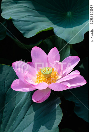 夏の早朝の池に美しく咲くピンク色のハスの花のクローズアップ 夏の早朝の池に美しく咲くピンク色のハスの花のクローズアップ 129815847