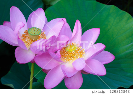 夏の早朝の池に美しく咲くピンク色のハスの花のクローズアップ 夏の早朝の池に美しく咲くピンク色のハスの花のクローズアップ 129815848