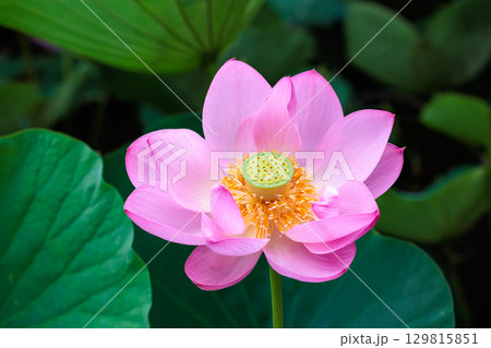 夏の早朝の池に美しく咲くピンク色のハスの花のクローズアップ 129815851