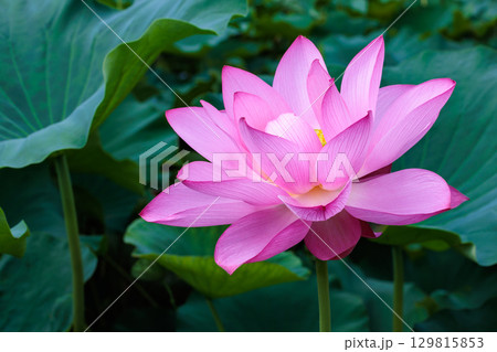 夏の早朝の池に美しく咲くピンク色のハスの花のクローズアップ 夏の早朝の池に美しく咲くピンク色のハスの花のクローズアップ 129815853