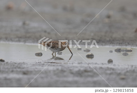干潟で餌を探すタシギ 129815858