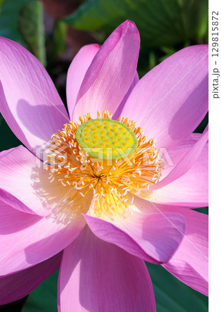 夏の早朝の池に美しく咲くハスの花の雌しべと雄しべのクローズアップ 129815872