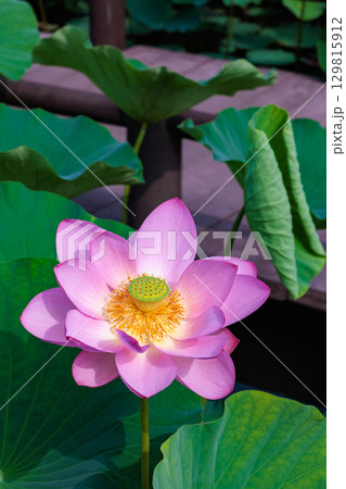 早朝の池に咲くピンク色の美しいハスの花 早朝の池に咲くピンク色の美しいハスの花 129815912