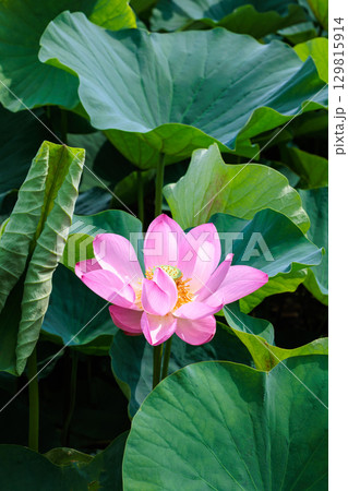 早朝の池に咲くピンク色の美しいハスの花 早朝の池に咲くピンク色の美しいハスの花 129815914