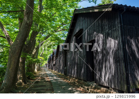 初夏の酒田 山居倉庫のケヤキ並木 129815996