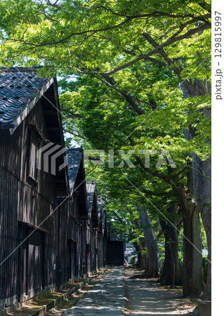 初夏の酒田 山居倉庫のケヤキ並木 129815997