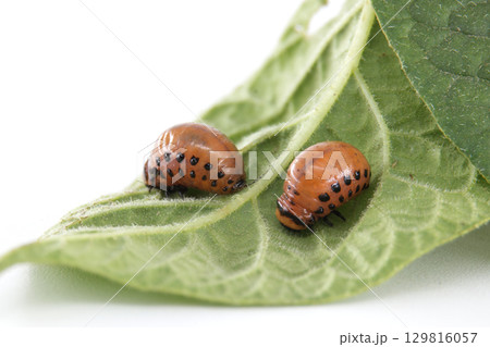 Colorado potato beetle larvae eating potato leaf on white background Colorado potato beetle larvae eating potato leaf on white background 129816057