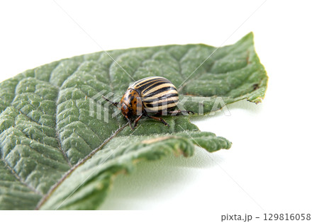 Colorado potato beetle on a green leaf, isolated on a white background. 129816058