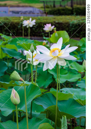 早朝の池に咲く美しい白い王子ハスの花 早朝の池に咲く美しい白い王子ハスの花 129816499